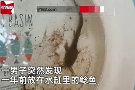男子把鲶鱼忘水缸1年没喂食，想起来一看难以置信：惊变“蝌蚪”图片