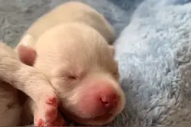 8胞胎！广西首例人工繁育北极狼幼崽诞生，网友：越看越像狗子图片