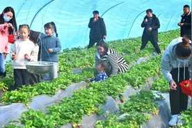 江苏睢宁万亩草莓迎春采摘忙 村民“莓”好生活似蜜甜图片