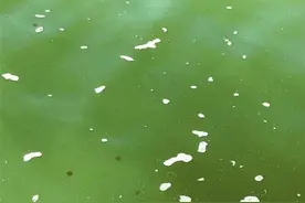 深圳湾海域现不明海洋生物？图片