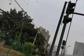 成都一小区大量鸟儿成群盘踞 专家：冬季鸟类正常集群现象图片