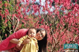 广州白云山：桃花涧里春意浓 桃花盛放李花香图片
