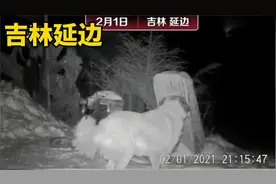 吉林延边：摄影师拍到野生东北虎咬住护院狗图片