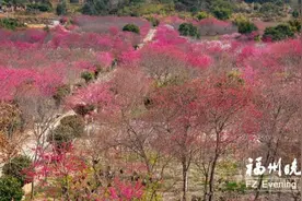 连江丹阳山樱花似锦 何妨去作探花人图片