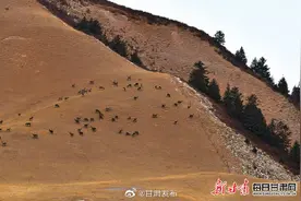 祁连山国家公园肃南段发现特大野生马鹿种群图片