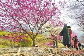 连江丹樱农场，万株山樱花盛放图片