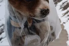 边防战士巡逻路上捡到小奶狗！网友：未来要当军犬吗图片