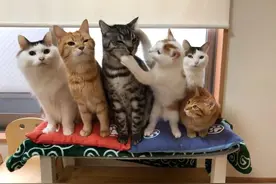 养猫大户冬天的烦恼：总有一只喵，会被烤焦哇图片