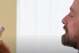 一个大叔，遇到一颗本该自生自灭的鹦鹉蛋，奇迹发生了...图片
