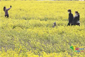 早春好景赏起来！日本爱知县油菜花田宛如“黄色地毯”图片