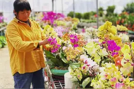 新春走基层丨潮安金石：花俏迎春，疫情防控年花销售两不误图片