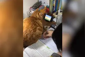 橘猫看动画片陪小主人写作业：你好好学习，我玩会儿手机视频封面