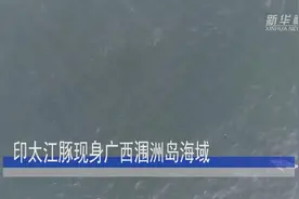 印太江豚现身广西涠洲岛海域视频封面