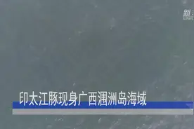 印太江豚现身广西涠洲岛海域视频封面
