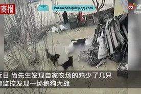 4只黑狗围攻1只大鹅结果被翻盘，监控录下激烈一幕，网友：不愧是鹅图片