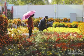 图集｜中山临时购花点：未见熙攘，气氛不减图片
