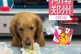 狗狗偷吃饺子，被发现后又吐出来，网友调侃：这下能吃一盘了图片