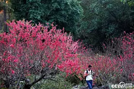 广西南宁：12万株桃花绽放迎新春图片