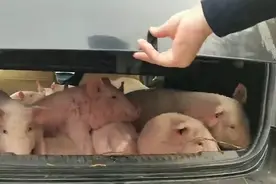 云南一男子开轿车运送13头猪被罚款，打开后备厢一颗颗猪头伸出来图片