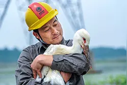 “鸟爸”郑青松：从拆巢人变护鸟人图片