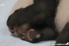 大熊猫的爪爪肉垫有多可爱？网友：这样粉嫩嫩的肉垫，我能捏一天图片