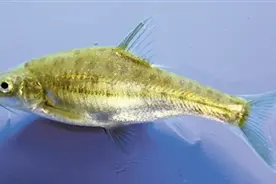 牛栏江3种和1类土著鱼进入国家二级保护动物名录图片