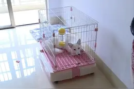 宠物狐狸养大，主人却想给它找个新家图片
