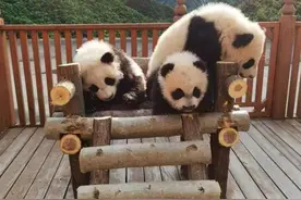 才不是熊大熊二！4只秦岭大熊猫幼仔名字定了，很有寓意，其中2只是双胞胎图片