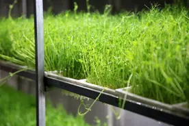 俄专家：2050年世界将出现肉类短缺 可用豌豆代替图片