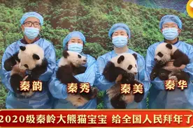 太萌了！秦岭4小只大熊猫宝宝可爱拜年，努力“营业”的样子萌化网友图片