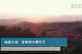 福建永福：春意萌动樱花开视频封面