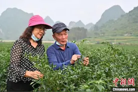 台湾“辣椒大王”新年愿望：搭上乡村振兴政策红利快车图片