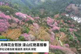 二月梅花含苞放 漫山红艳喜报春视频封面
