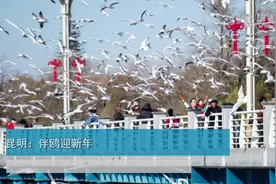昆明：伴鸥迎新年视频封面