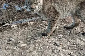 白玉县一猞猁下山来“拜年”啦图片