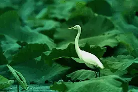 剧在天桥｜氤氲江南，听他们用音乐细数穿越四朝的爱情经典图片
