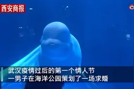 浪漫！武汉男子水下单膝跪地向女友求婚，网友送上祝福图片