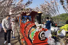 又到樱花烂漫时！观澜湖大地生态园樱花盛开啦图片
