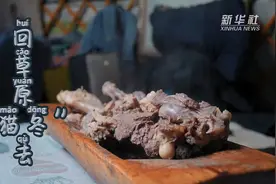 回草原“猫冬”去视频封面