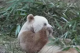 秦岭大熊猫的日常有多萌？视频封面