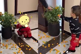 萌娃摘光橘子树后狂喊“爷爷”求原谅，爷爷既心疼又无奈视频封面