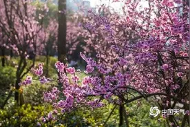 穿越花海！重庆这段开往春天的轨道美爆了图片