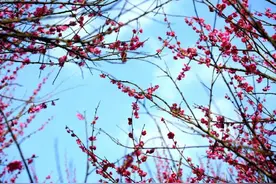数百株梅花迎春怒放，市民踏春而行……图片