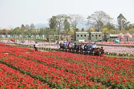 春节广东旅游赏花火爆！10万游客佛山盈香生态园赏花图片