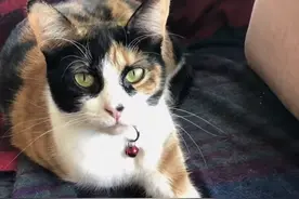 美国一救助猫家中嗅到燃气泄漏 意外拯救主人图片