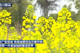 花开四川：满目金黄香百里 一方春色醉千山图片