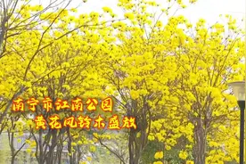 这里黄花风铃木盛放 满目金黄惹人爱视频封面