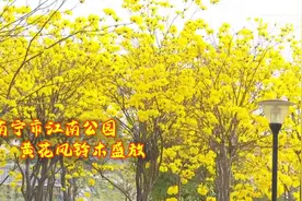 这里黄花风铃木盛放 满目金黄惹人爱视频封面