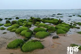 拍客 | 海口海湾有片“绿石滩”图片