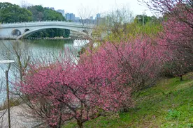 组图丨湖南科技大学：春潮烂漫花儿艳图片